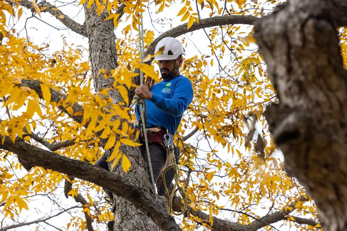 Skilled Tree Trimming crew working in Defiance