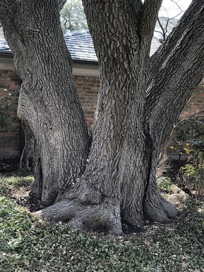 Mature heritage tree close to a Defiance property cared for by certified arborists
